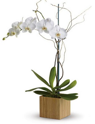 Orquídea Phalaenopsis Branca – Seu significado e preço | presentesporocasiao